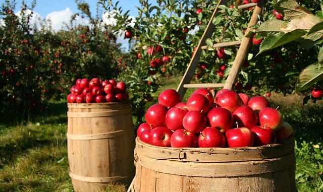 Umurlu’da Organik Tarım Fuarı Umurlu’da Organik Tarım Fuarı